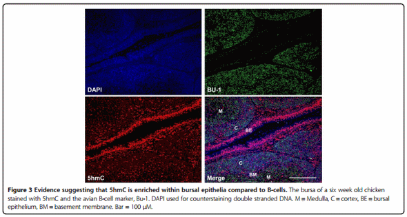 A B-cell targeting virus disrupts potentially protective genomic methylation patterns in lymphoid tissue by increasing global 5-hydroxymethylcytosine levels - Image 3