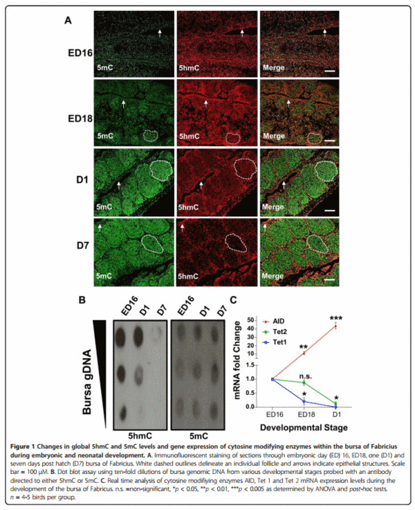 A B-cell targeting virus disrupts potentially protective genomic methylation patterns in lymphoid tissue by increasing global 5-hydroxymethylcytosine levels - Image 1