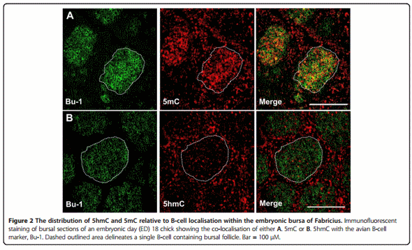 A B-cell targeting virus disrupts potentially protective genomic methylation patterns in lymphoid tissue by increasing global 5-hydroxymethylcytosine levels - Image 2