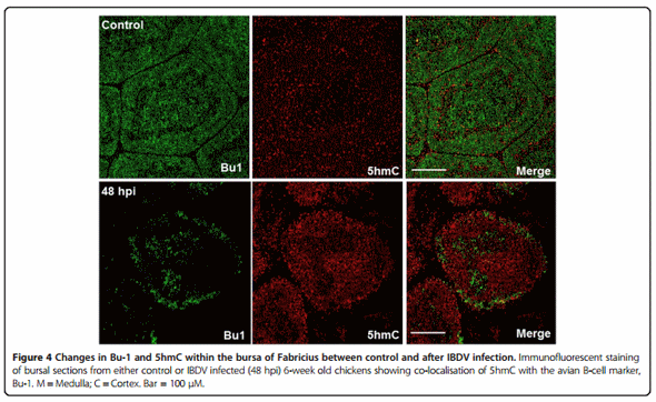 A B-cell targeting virus disrupts potentially protective genomic methylation patterns in lymphoid tissue by increasing global 5-hydroxymethylcytosine levels - Image 4