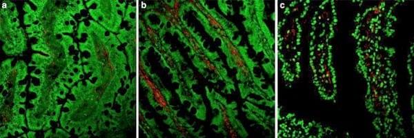 Spray dried plasma as an alternative to antibiotics in piglet feeds, mode of action and biosafety - Image 3
