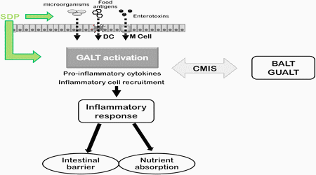 Spray dried plasma as an alternative to antibiotics in piglet feeds, mode of action and biosafety - Image 4