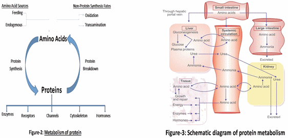 The significance of Amino Acids in the animal diet with special emphasis on pig health - Image 4