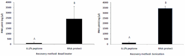 Optimization of the RNA extraction method for transcriptome studies of Salmonella inoculated on commercial raw chicken breast samples - Image 3