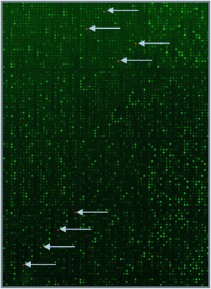 Optimization of the RNA extraction method for transcriptome studies of Salmonella inoculated on commercial raw chicken breast samples - Image 4