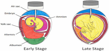Applications of In Ovo Technique for the Optimal Development of the Gastrointestinal Tract and the Potential influence on the establishment of its Microbiome in Poultry - Image 2