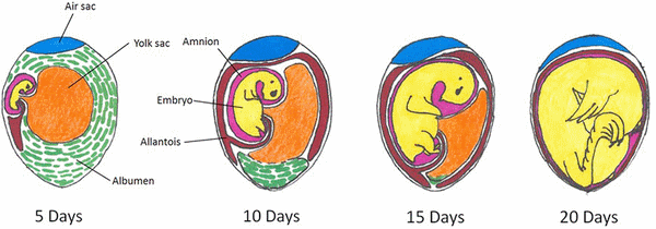 Applications of In Ovo Technique for the Optimal Development of the Gastrointestinal Tract and the Potential influence on the establishment of its Microbiome in Poultry - Image 1