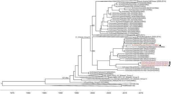 H9N2 low pathogenic avian influenza in Pakistan (2012–2015) - Image 2