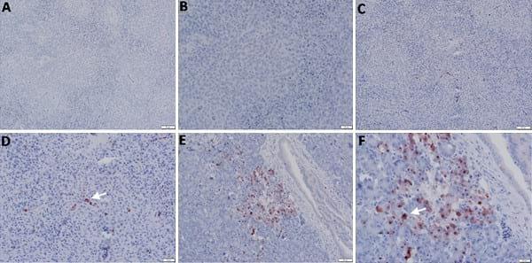 Pathogenicity of Highly Pathogenic Avian Influenza Virus H5N1 in Naturally Infected Poultry in Egypt - Image 7