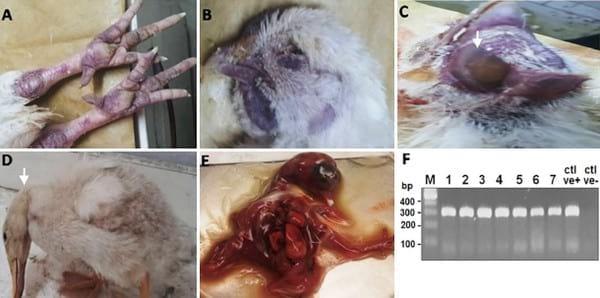 Pathogenicity of Highly Pathogenic Avian Influenza Virus H5N1 in Naturally Infected Poultry in Egypt - Image 2