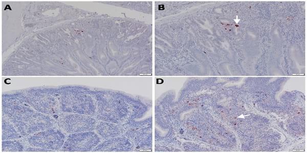 Pathogenicity of Highly Pathogenic Avian Influenza Virus H5N1 in Naturally Infected Poultry in Egypt - Image 8