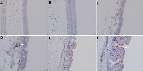 Pathogenicity of Highly Pathogenic Avian Influenza Virus H5N1 in Naturally Infected Poultry in Egypt - Image 5