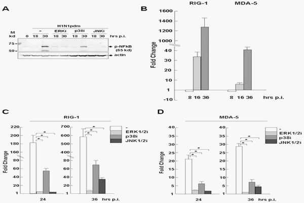 Distinct Regulation of Host Responses by ERK and JNK MAP Kinases in Swine Macrophages Infected with Pandemic (H1N1) 2009 Influenza Virus - Image 9