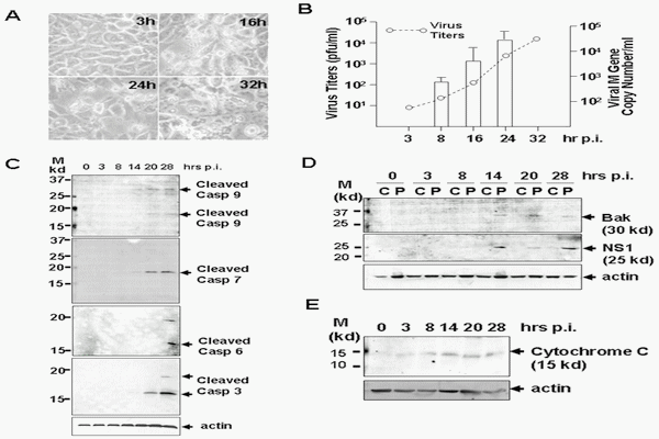 Distinct Regulation of Host Responses by ERK and JNK MAP Kinases in Swine Macrophages Infected with Pandemic (H1N1) 2009 Influenza Virus - Image 2
