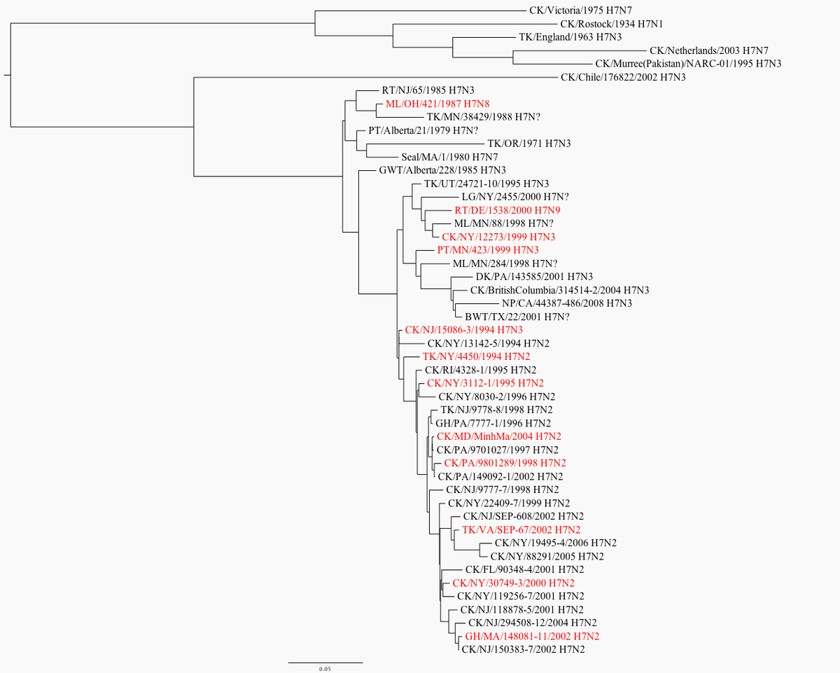The pathogenesis of low pathogenicity H7 avian influenza viruses in chickens, ducks and turkeys - Image 8