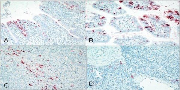 The pathogenesis of low pathogenicity H7 avian influenza viruses in chickens, ducks and turkeys - Image 6