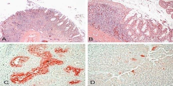 Impact of route of exposure and challenge dose on the pathogenesis of H7N9 low pathogenicity avian influenza virus in chickens - Image 8