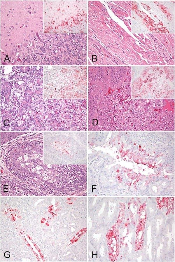 H5N2 Highly Pathogenic Avian Influenza Viruses from the US 2014-2015 outbreak have an unusually long pre-clinical period in turkeys - Image 6