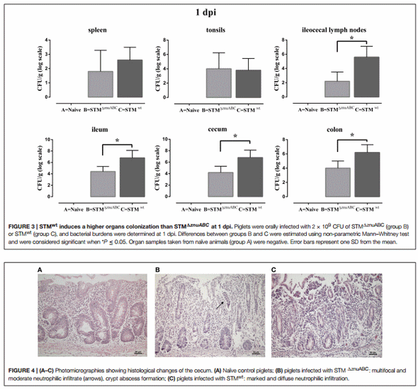 Salmonella enterica Serovar Typhimurium Exploits Inflammation to Modify Swine Intestinal Microbiota - Image 3
