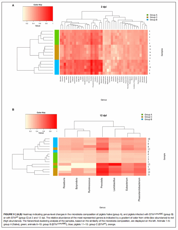 Salmonella enterica Serovar Typhimurium Exploits Inflammation to Modify Swine Intestinal Microbiota - Image 8