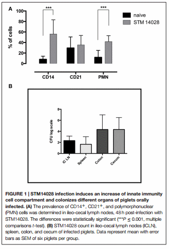 Salmonella Typhimurium exploits inflammation to its own advantage in piglets - Image 1