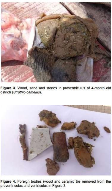 Proventricular–Ventricular Impaction in Two Ostrich Chicks (Struthio camelus) - Image 2