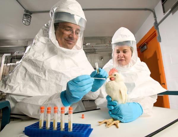 David Swayne on Influenza: 