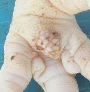 Study of animal welfare through analysis and comparison of the presence of foot pad dermatitis in broilers raised in controlled environments in Brazil and Spain - Image 12