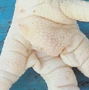 Study of animal welfare through analysis and comparison of the presence of foot pad dermatitis in broilers raised in controlled environments in Brazil and Spain - Image 11