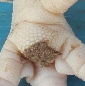 Study of animal welfare through analysis and comparison of the presence of foot pad dermatitis in broilers raised in controlled environments in Brazil and Spain - Image 14