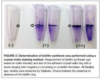 Evaluation and Selection of Bacillus Species Based on Enzyme Production, Antimicrobial Activity, and Biofilm Synthesis as Direct-Fed Microbial Candidates for Poultry - Image 5