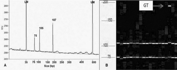 Association between BMP4 gene polymorphism and in vitro embryo production traits in Gyr cows - Image 6