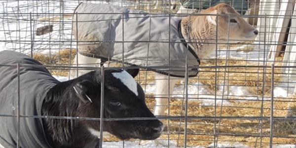 Dairy Calf Respiratory Disease: Treatment in the Aftermath of Cold Weather - Image 1