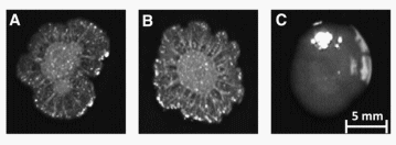 Reduction of Salmonella Enteritidis in the Spleens of Hens by Bacterins That Vary in Fimbrial Protein SefD - Image 3