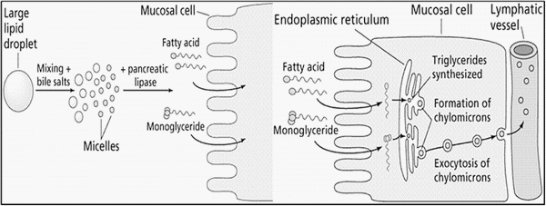 Characteristics of lipids and their feeding value in swine diets - Image 3