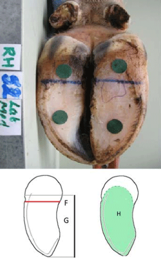 Measuring Claw Conformation in Cattle: Assessing the Agreement between Manual and Digital Measurement - Image 2