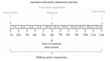 Effectiveness of a standardized footbath protocol for prevention of digital dermatitis - Image 5