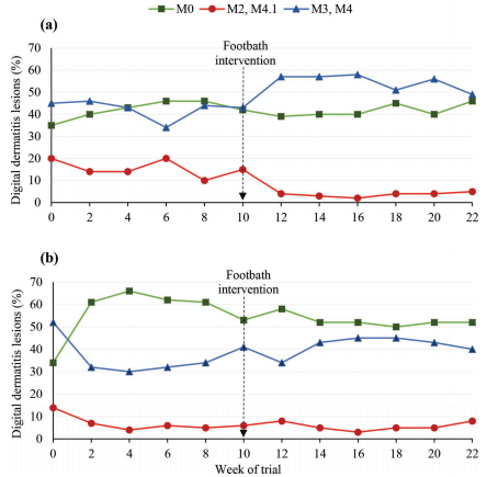Effectiveness of a standardized footbath protocol for prevention of digital dermatitis - Image 10