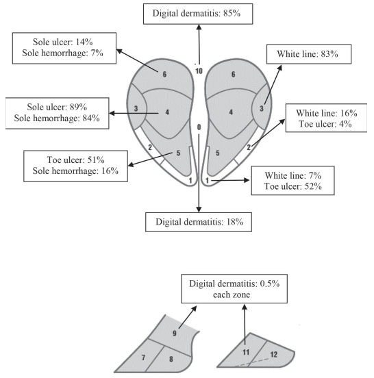 Prevalence and distribution of foot lesions in dairy cattle in Alberta, Canada - Image 4