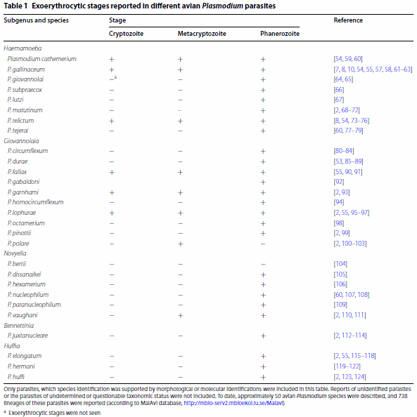 Exo-erythrocytic development of avian malaria and related haemosporidian parasites - Image 1