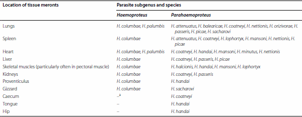 Exo-erythrocytic development of avian malaria and related haemosporidian parasites - Image 8