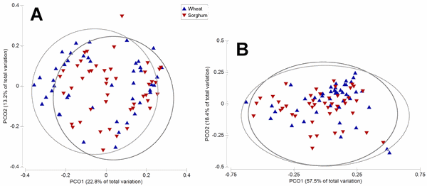 Sorghum and wheat differentially affect caecal microbiota and associated performance characteristics of meat chickens - Image 3