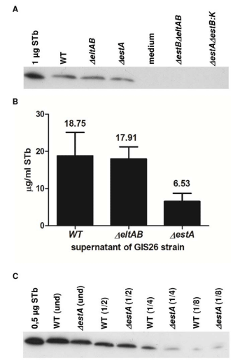 Role of Heat-Stable Enterotoxins in the Induction of Early Immune Responses in Piglets after Infection with Enterotoxigenic Escherichia coli - Image 8