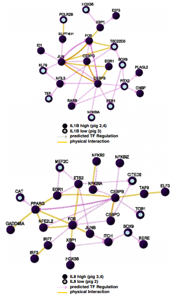 Transcription networks responsible for early regulation of Salmonella-induced inflammation in the jejunum of pigs - Image 7