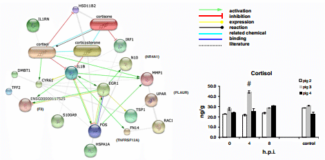 Transcription networks responsible for early regulation of Salmonella-induced inflammation in the jejunum of pigs - Image 6