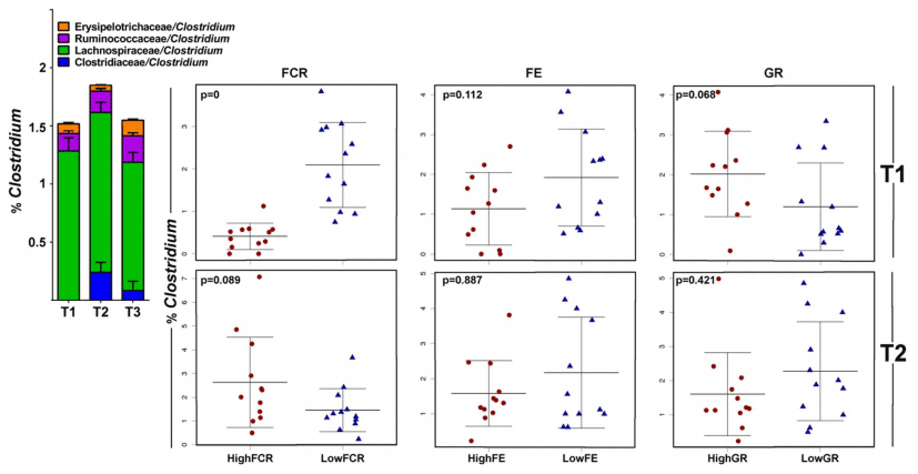 Bacteria within the Gastrointestinal Tract Microbiota Correlated with Improved Growth and Feed Conversion: Challenges Presented for the Identification of Performance Enhancing Probiotic Bacteria - Image 8