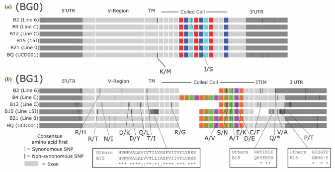 Different modes of variation for each BG lineage suggest different functions - Image 2