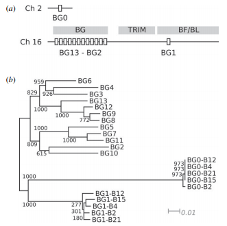 Different modes of variation for each BG lineage suggest different functions - Image 1