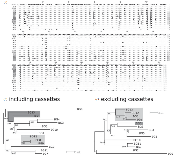 Different modes of variation for each BG lineage suggest different functions - Image 5