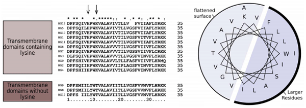 Sequence of a Complete Chicken BG Haplotype Shows Dynamic Expansion and Contraction of Two Gene Lineages with Particular Expression Patterns - Image 10